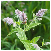Everwilde Farms 1 Lb Peppermint Herb Seeds Gold Vault Purple