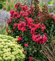 Votaniki Lagerstroemia Cherry Mocha Crapemyrtle Live Bare Root Shrub with Cherry Red Flowers Burgundy Foliage Compact Habit for Containers Borders and Landscape Gardens