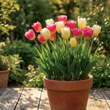 Garden State Bulb Color Splash Mix Triumph Tulip Flower Bulbs, 11/12cm (Bag of 250)