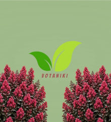 Votaniki Lagerstroemia Cherry Mocha Crapemyrtle Live Bare Root Shrub with Cherry Red Flowers Burgundy Foliage Compact Habit for Containers Borders and Landscape Gardens