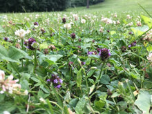 Twin City Seed Co. Native Bee Lawn Seed Mixture, 25 lb