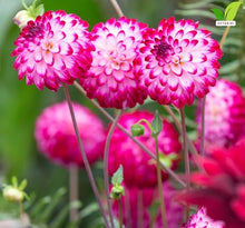 Votaniki Dahlia Little Robert #1 Size Tubers Pompon Flower Magenta Pink Blooms Summer to Fall Garden Plant for Borders Beds Containers Cut Flower Outdoor Full Sun Planting (Pack of 25)