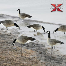Avian-X Lessers 6 Piece Fusion Goose Decoy Set Multicolor