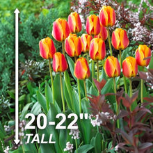 Garden State Bulb Darwin Hybrid Apeldoorn's Elite Tulip Flower Bulbs, 12/+ cm (Bag of 250)