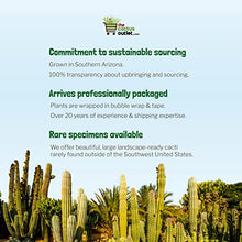 The Cactus Outlet Live Saguaro Cactus Plant 4' Green
