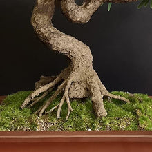 GRFIT Artificial Bonsai Artificial Bonsai Tree Faux Tree Bonsai Pine Tree Bonsai with Red Ceramic Pot Indoor Decoration House Plant for Desktop Home Decor for Home Office