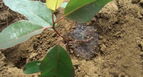 Soil Moist SAP Super Absorbent Polymer White 45 Lb.