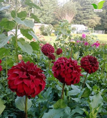 Votaniki Spartacus Dahlia #1 Size Clump Giant Velvet Red Summer Flowering Dahlia Tubers for Garden Borders Tall Cut Flower Displays and Outdoor Landscaping (Pack of 25)