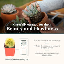 Shop Succulents Premium Live Mini Cactus and Succulent Plants in 2" Pots, Easy Care Indoor or Outdoor Gardening, Terrariums, Favors, & Contemporary Spaces with Hardy, Resilient Varieties, Pack of 256