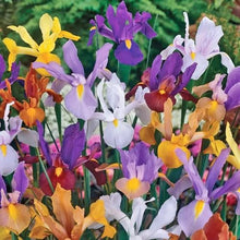 Dutch Iris Rainbow Mix – Top Size Flower Bulbs for Fall Planting | Hardy Perennial Bulbs for Planting | Vibrant Mixed Colors – Great for Gardens & Cut Flowers