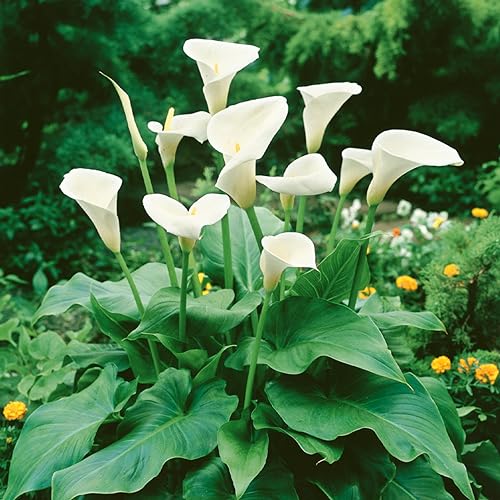 Votaniki Calla Aethiopica - Perennials & Long Lasting Blooms, Zantedeschia Aethiopica (White Calla Lily) Bulbs for Planting | Summer Flowering Bulbs, Easy to Grow (25 Pack)
