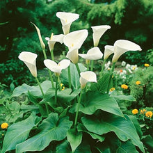 Votaniki Calla Aethiopica - Perennials & Long Lasting Blooms, Zantedeschia Aethiopica (White Calla Lily) Bulbs for Planting | Summer Flowering Bulbs, Easy to Grow (25 Pack)