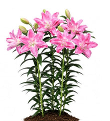 Votaniki Lotus Wonder Double Oriental Lily Top Size Bulbs, Fragrant Bright Pink Double Flowers, 36 to 40 Inch Summer Bloomer for Sunny Gardens, Containers and Cut Flowers