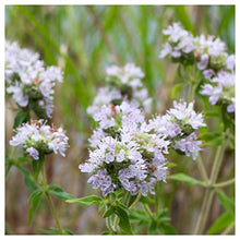 Everwilde Farms - 1 Lb Hairy Mountain Mint Native Wildflower Seeds - Gold Vault