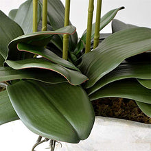 Artificial Flower in Pot Large Artificial Butterfly Orchid Bonsai Fake Flower and Vase Arrangement Silk Cloth Butterfly Orchid Bonsai Home Decoration Artificial Plant Flower Arrangement ( Color : Ligh