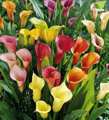 Votaniki Mixed Hybrid Calla Lily Top Size Bulbs for Summer Flowering, Multicolor Yellow Orange Red and White Blooms, Container and Cut Flower Garden Plant for Borders and Patio Displays