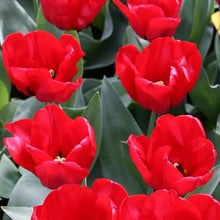 1,000 Bulbs - Bulk Seadov Tulips Flower Bulbs - 1,000 Bulbs per Pack - Good as Cut Flowers - Easy to Grow Live Plants - Outdoor Garden