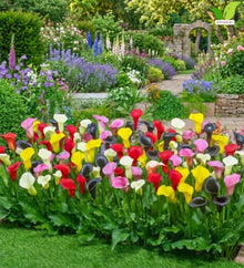 Votaniki Mixed Hybrid Calla Lily Top Size Bulbs for Summer Flowering, Multicolor Yellow Orange Red and White Blooms, Container and Cut Flower Garden Plant for Borders and Patio Displays