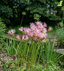 Votaniki Lycoris Squamigera Resurrection Lily Top Size Bulbs, Pink Trumpet Flowers for Late Summer Gardens, Full Sun or Partial Shade, Butterfly and Hummingbird Planting