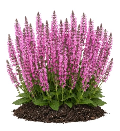 Votaniki Salvia Moulin Rouge Garden Sage Grade No. 1 XXL Bare Root Perennial with Rosy Pink Flower Spires for Sunny Borders Pollinator Gardens Containers and Cut Flowers