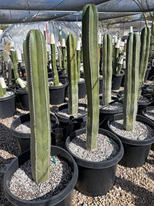 Cactus Outlet - Mexican Fence Post Cacti - Cactus Plants Live, 36”+ Live Plants Indoor & Outdoor Use, Rare Large Live Cactus - Landscape Ready Large Cactus Plant Live Delivered Right to Your Door