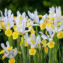 Dutch Iris ‘Coco Beach’ – Top-Size 8+ cm Bulbs for Fall Planting | White and Yellow Petals with Deep Golden-Orange Blotch | Hardy 50 cm Perennial Ideal for Garden Beds and Vibrant Cut Bouquets