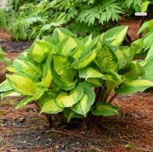 Votaniki Hosta Island Breeze Starter Plant Variegated Foliage Shade Loving Perennial Purple Flowers for Garden Borders Containers Woodland Shade Outdoor Growing (Pack of 25)
