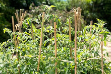 SuperMoss Bamboo Plant Stakes 24” Natural 1,000Pk