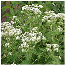 Everwilde Farms - 1 Lb Boneset Native Wildflower Seeds - Gold Vault
