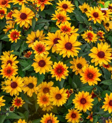 Votaniki Heliopsis helianthoides Sundial False Sunflower #1 Size Root, Gold Flowers with Red Eyes, Native Perennial for Borders, Containers, Cut Flowers and Butterfly Gardens