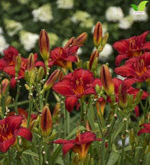 Votaniki Chicago Apache Daylily Bare Root Perennial Plant Scarlet Red Flowers with Yellow Watermark for Full Sun Borders Containers Mass Planting and Pollinator Gardens