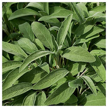 Everwilde Farms - 1 Lb Organic Broadleaf Sage Herb Seeds - Gold Vault Packet