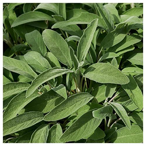 Everwilde Farms - 1 Lb Organic Broadleaf Sage Herb Seeds - Gold Vault Packet