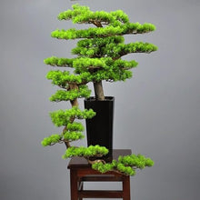 QWERAXZG Hotel Sample Room Welcome Pine Bonsai Home Living Porch Decoration