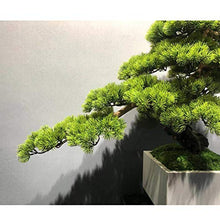 ntumLeap Faux Plants Simulation Welcome Pine Bonsai New Chinese Podocarpus Green Plants Landscaping Living Room Home Porch Decoration Decoration Gifts Artificial Potted Plants