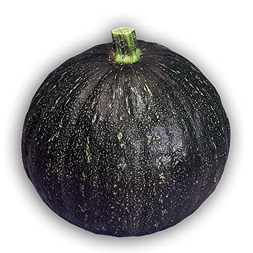 Kitazawa Seed Co Squash Seeds Japanese, Winter Tetsukabuto Hybrid 1 Lb