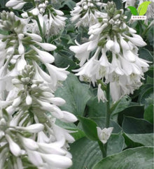 Votaniki Hosta Sieboldiana Elegans Bare Root Perennial Plant Huge Blue Gray Rounded Leaves Slug Resistant Shade Garden Plant White Midsummer Flowers Woodland Focal Point (Pack of 25)