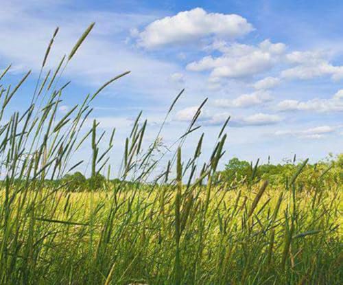 Hancock Seed Co. Timothy Grass Seeds, 50 lbs.