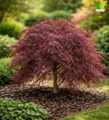 Votaniki Crimson Queen Japanese Maple Live Tree 2 to 3 Feet Tall with Dwarf Weeping Form and Red Foliage for Containers Poolside Gardens Landscape Accents and Specimen Planting