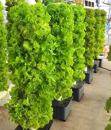 ZXSYYDS Garden Hydroponics Growing System, Hydroponics Growing System for Indoor Gardening,Hydroponic Growing Sytem Kits, Gardening Indoor Grow System, for Fresh Herb Garden, Fruits, Plant Tower