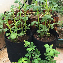 Planter Bags Pot Home Indoor Garden Breathable Potato Tomato Vegetable Moestuin Plant Growth Bag (Color : C) (B)