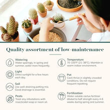 Shop Succulents Premium Live Mini Cactus Plants in Bulk 2" Pots, Easy Care Indoor or Outdoor Gardening, Terrariums, Favors, & Contemporary Spaces with Hardy, Resilient Varieties, Pack of 256
