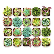 Shop Succulents Spring Beauties Bulk Succulent Plant Pack – Live Mini Succulent Plants, Bright Colorful Mix, Easy Care Houseplants – Gardening, Terrariums, Gifts & Party Favors, 2" Pots