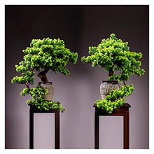 Large Living Room Simulation Welcoming Pine Bonsai Porch Plant Potted Indoor Desktop Green Plants Flower Ornaments Decoration Gifts House Plant (Color : O)