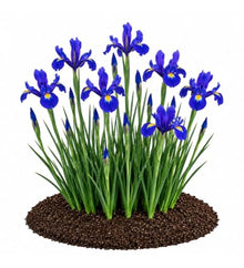 Votaniki Iris hollandica Blue Magic Dutch Iris Bulbs Deep Violet Blue Spring and Early Summer Blooming Flowers for Borders Landscaping Cottage Gardens and Cut Flower Displays