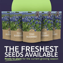 Bulk Texas Bluebonnet Wildflower Seeds - 5 Pounds - Over 80,000 Native Seeds - Texas State Flower!