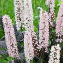 Votaniki Cimicifuga Chocoholic Perennial Roots Dark Bronze Purple Foliage Fragrant White Pink Bottlebrush Flowers for Shade Gardens Woodland Borders and Cut Flower Displays