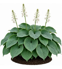 Votaniki Hosta Sieboldiana Elegans Bare Root Perennial Plant Huge Blue Gray Rounded Leaves Slug Resistant Shade Garden Plant White Midsummer Flowers Woodland Focal Point (Pack of 25)
