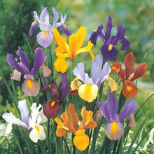 Dutch Iris Rainbow Mix – Top Size Flower Bulbs for Fall Planting | Hardy Perennial Bulbs for Planting | Vibrant Mixed Colors – Great for Gardens & Cut Flowers