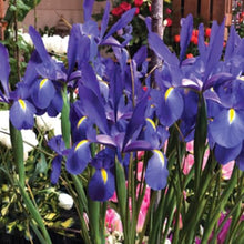 Dutch Iris ‘Telstar’ – Top-Size Bulbs for Fall Planting | Deep Blue Petals with Vibrant Yellow Accents, Hardy Dutch Variety Ideal for Borders, Beds, and Bright Spring Garden Color Displays